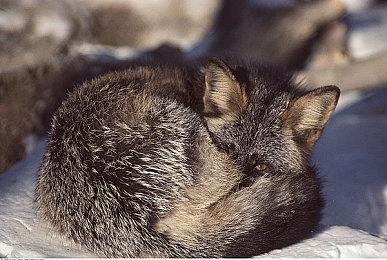 《恐怖故事：狩猎》上架steam 玉米地惊魂生存