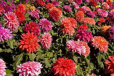 《EA Sports FC 24》登顶欧洲上半年实体游戏销量榜 17个国家全部第一