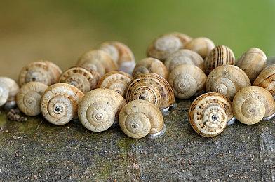 《明末》新MV上线 两位美女联手 声纹叩问虚实无常